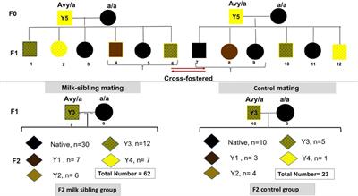 Epigenetic Programming Through Breast Milk and Its Impact on Milk-Siblings Mating